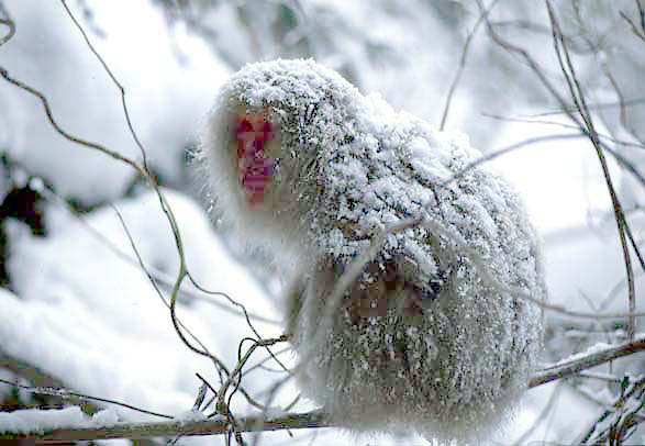 日本の野生動物の画像を貼るトピ