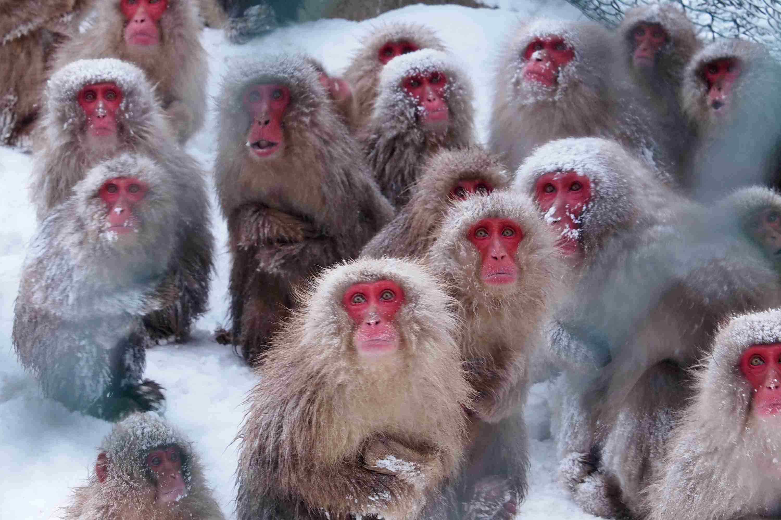 日本の野生動物の画像を貼るトピ