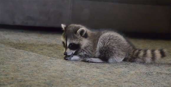 動物の赤ちゃんの画像で和みましょう
