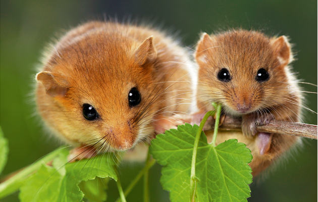 日本の野生動物の画像を貼るトピ