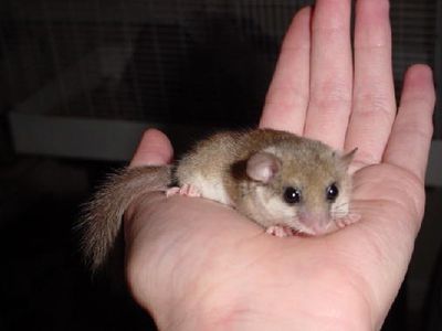 日本の野生動物の画像を貼るトピ