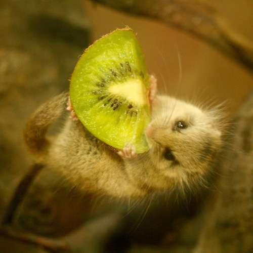 日本の野生動物の画像を貼るトピ