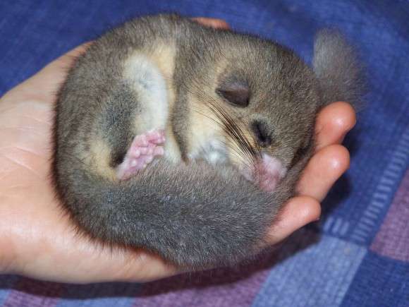 日本の野生動物の画像を貼るトピ