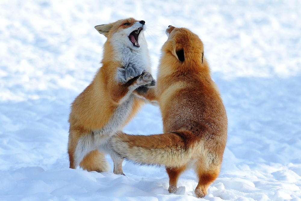 日本の野生動物の画像を貼るトピ