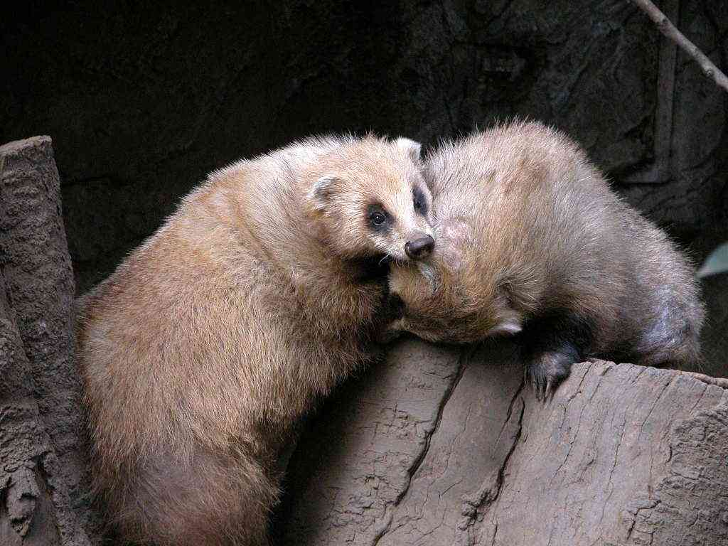 日本の野生動物の画像を貼るトピ