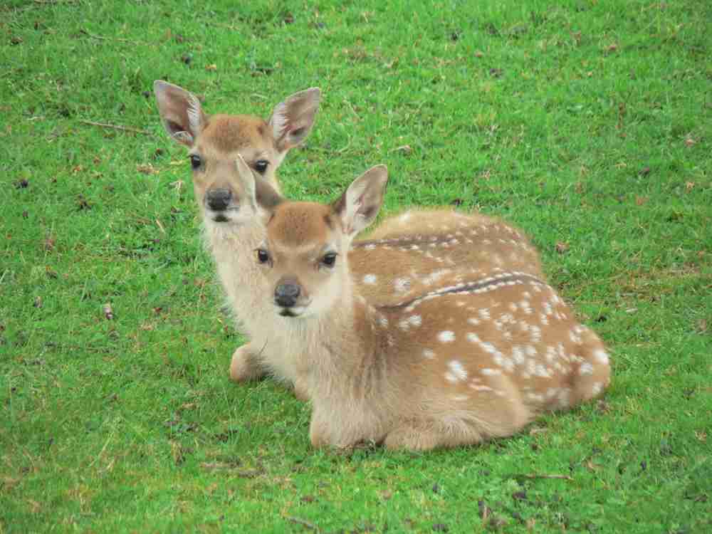 日本の野生動物の画像を貼るトピ