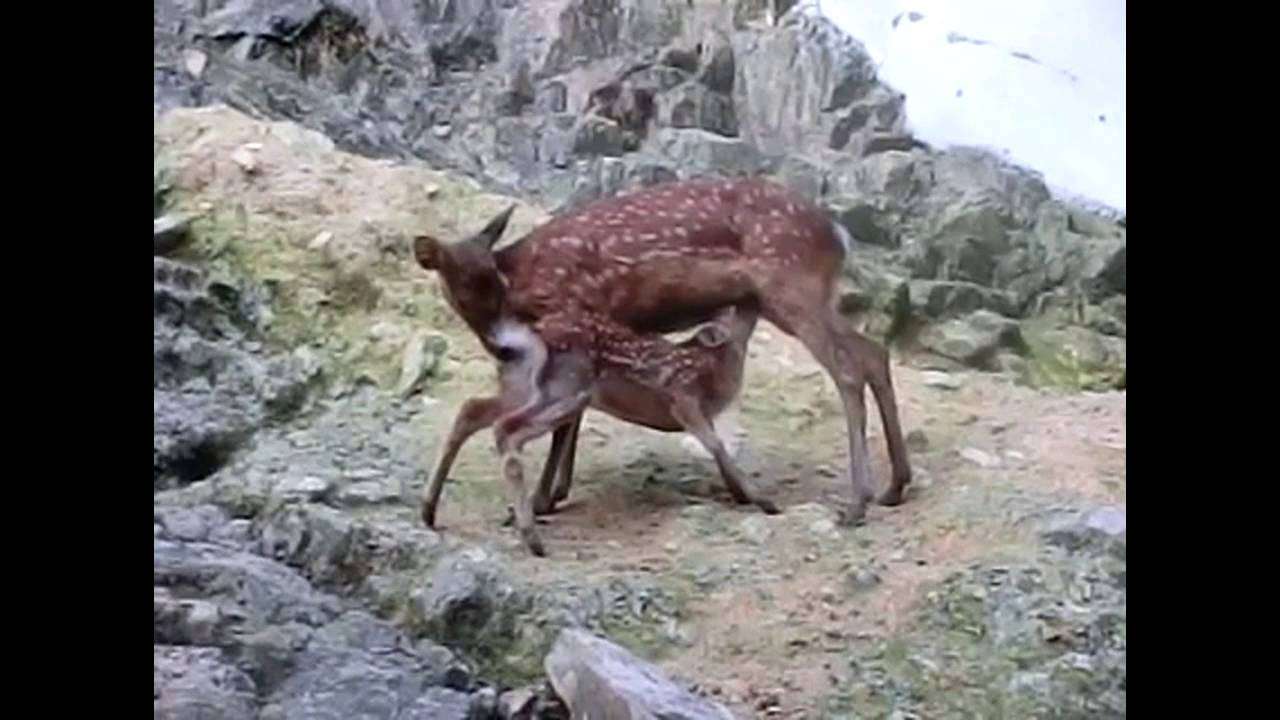 日本の野生動物の画像を貼るトピ