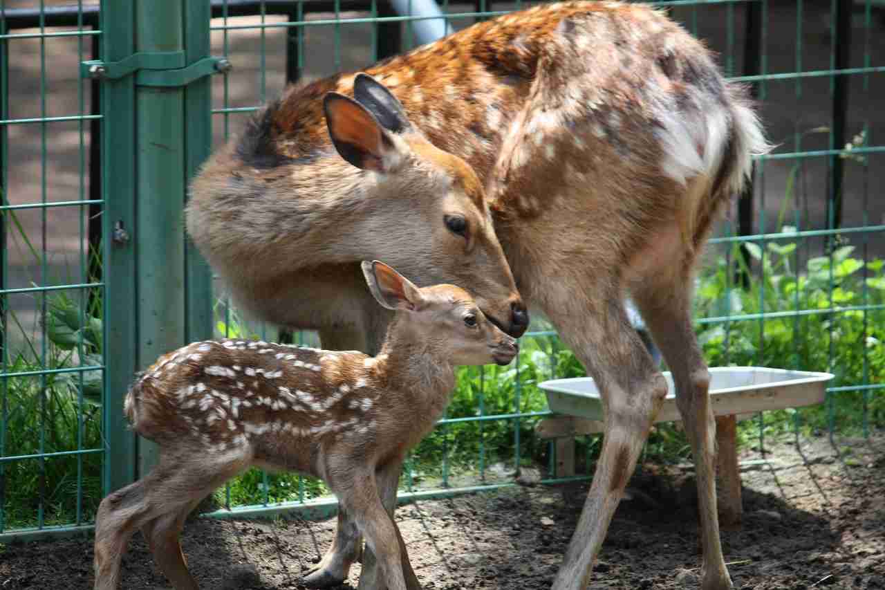 日本の野生動物の画像を貼るトピ