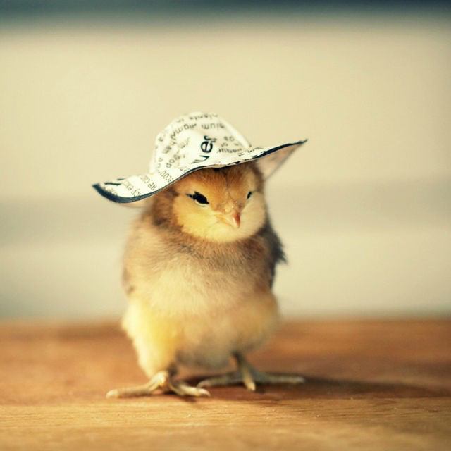 動物の赤ちゃんの画像で和みましょう