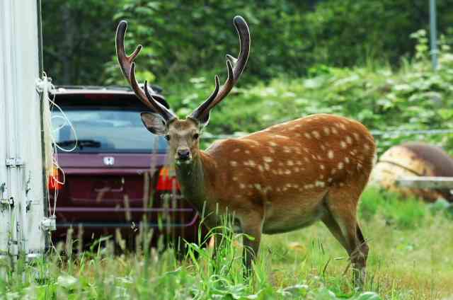 北海道の動物を愛でる会