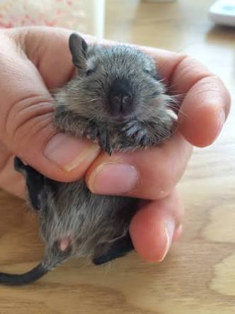 動物の赤ちゃんの画像で和みましょう