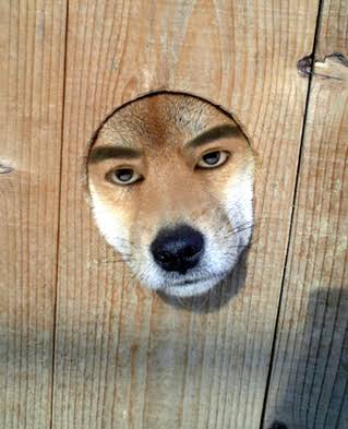 つい笑ってしまった出来事を教えてください