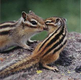 日本の野生動物の画像を貼るトピ