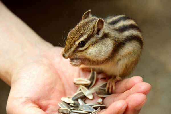 日本の野生動物の画像を貼るトピ