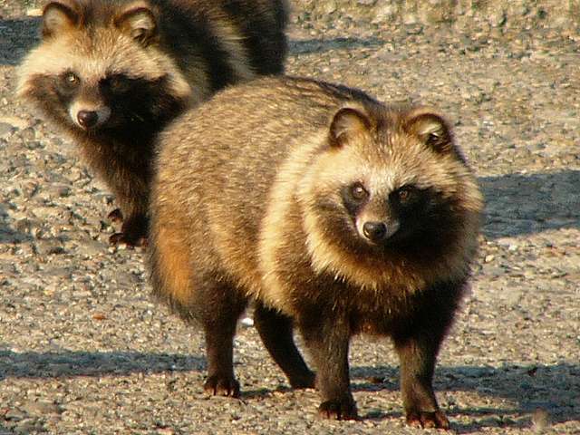 日本の野生動物の画像を貼るトピ