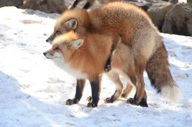 日本の野生動物の画像を貼るトピ