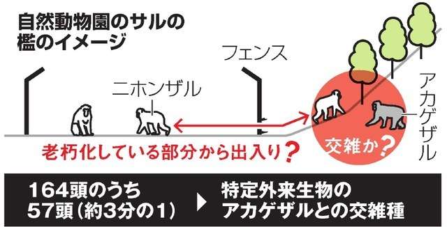 飼育のサル57頭を駆除　千葉の動物園、交雑種と判明で