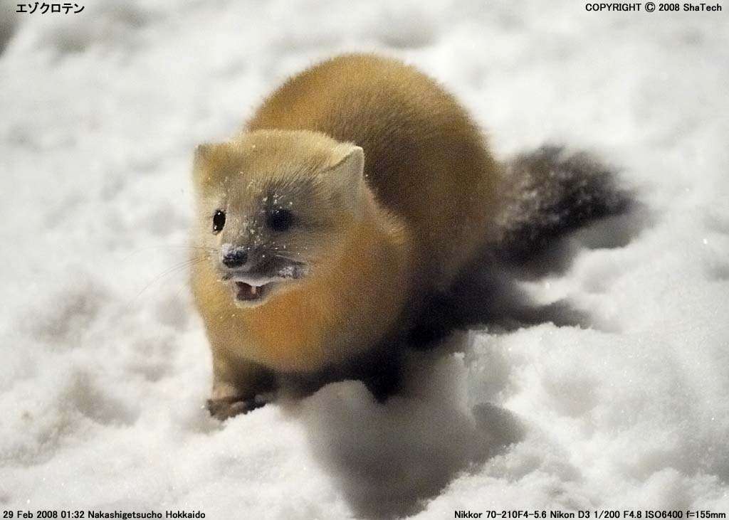 日本の野生動物の画像を貼るトピ