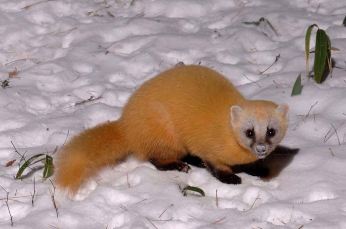 日本の野生動物の画像を貼るトピ