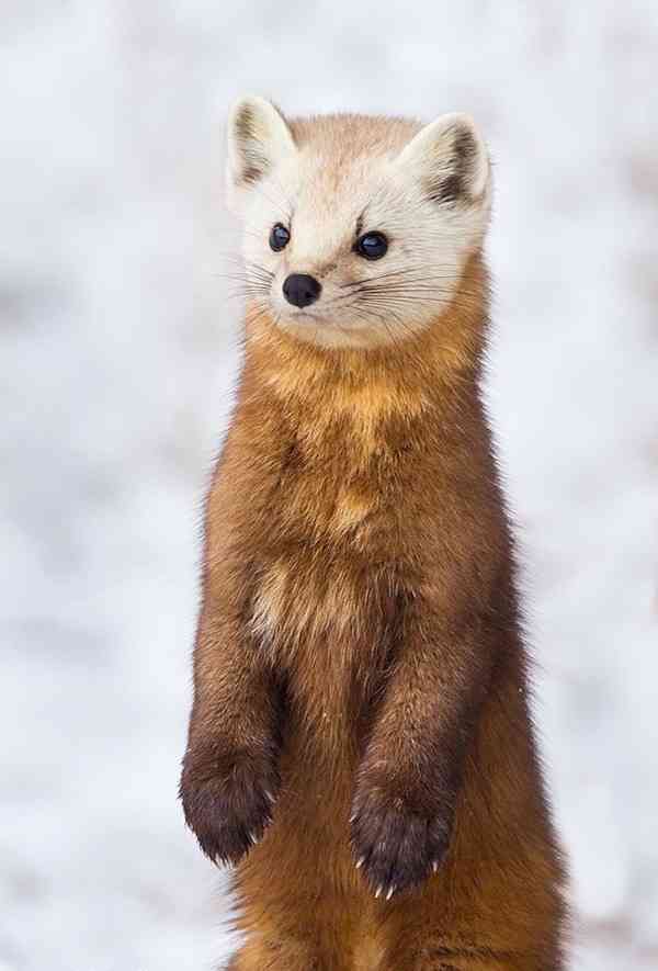 日本の野生動物の画像を貼るトピ