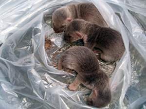 日本の野生動物の画像を貼るトピ