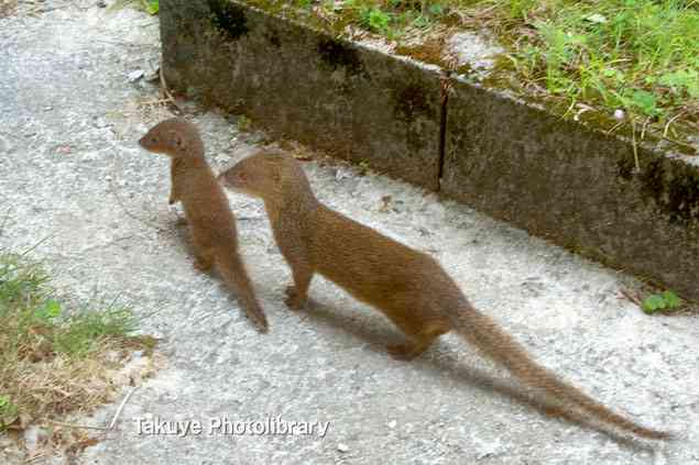 日本の野生動物の画像を貼るトピ