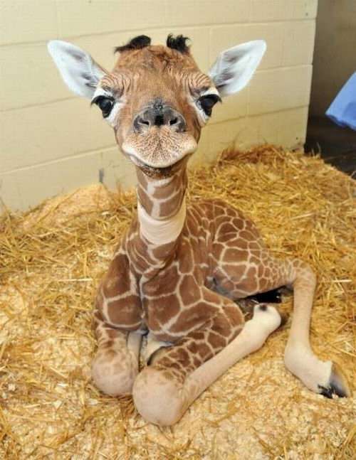 動物の赤ちゃんの画像で和みましょう