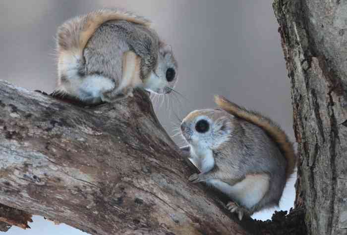 日本の野生動物の画像を貼るトピ
