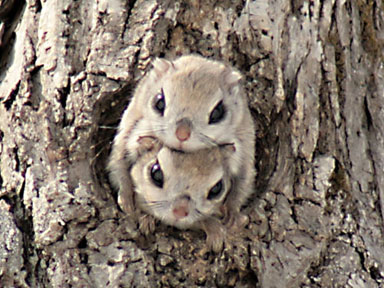 日本の野生動物の画像を貼るトピ