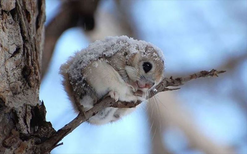 日本の野生動物の画像を貼るトピ