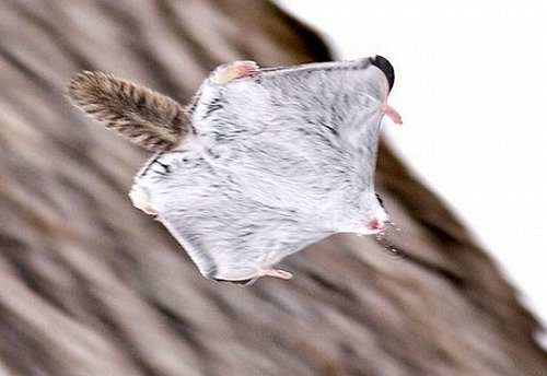 日本の野生動物の画像を貼るトピ