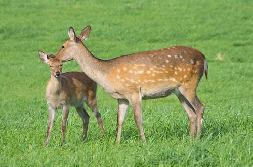 日本の野生動物の画像を貼るトピ