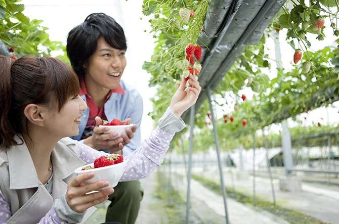 「ハイヒールのままイチゴ狩りができる」女性客から好評 イチゴ食べ放題農園が口コミで人気 福岡市