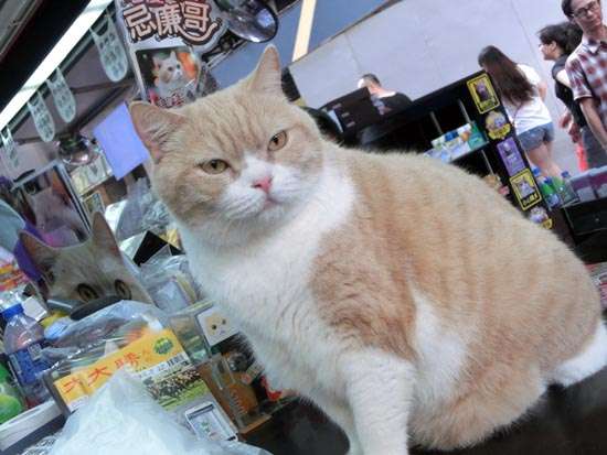 超絶目つき悪い猫の画像!