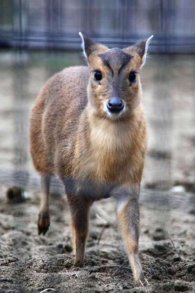 日本の野生動物の画像を貼るトピ