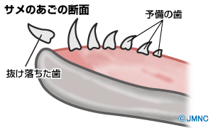 未来に期待したい人類の体の進化