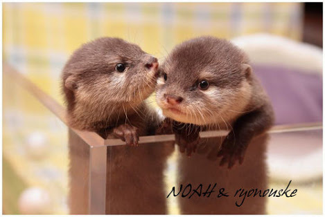 動物の赤ちゃんの画像で和みましょう