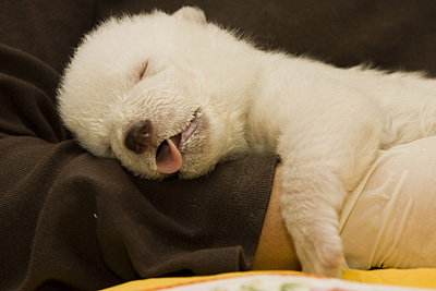 動物の赤ちゃんの画像で和みましょう