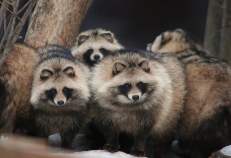 北海道の動物を愛でる会