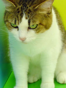 超絶目つき悪い猫の画像!