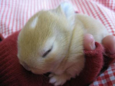 動物の赤ちゃんの画像で和みましょう