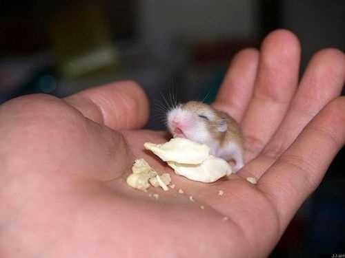 動物の赤ちゃんの画像で和みましょう