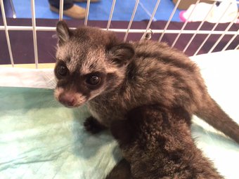 動物の赤ちゃんの画像で和みましょう