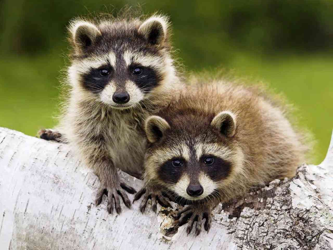 日本の野生動物の画像を貼るトピ
