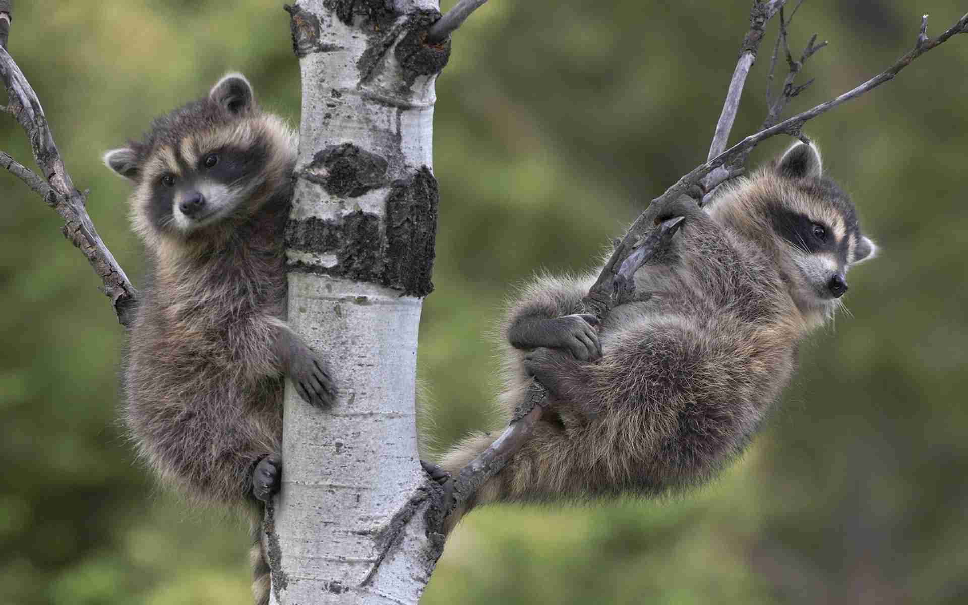 日本の野生動物の画像を貼るトピ