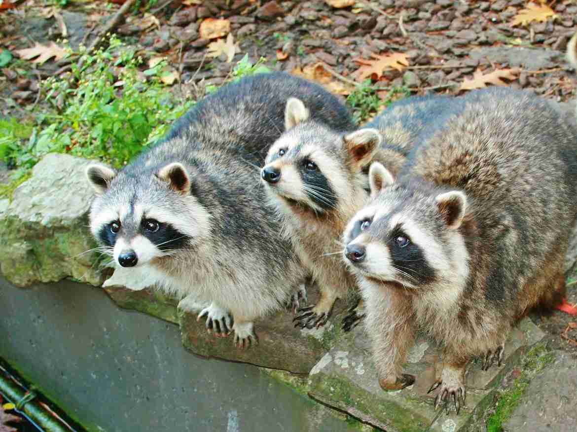 日本の野生動物の画像を貼るトピ