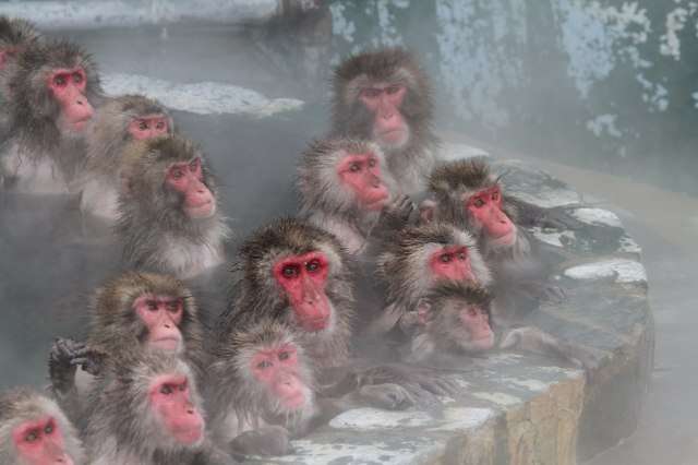 日本の野生動物の画像を貼るトピ