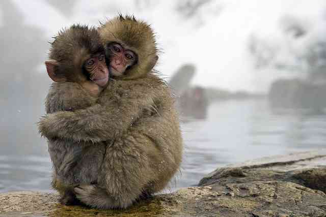 日本の野生動物の画像を貼るトピ