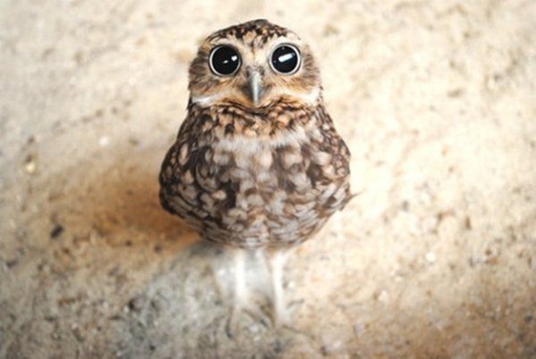 動物の赤ちゃんの画像で和みましょう