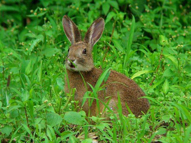 日本の野生動物の画像を貼るトピ